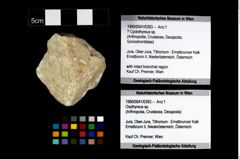 Foto (Objekt + Etikett) von ? Cyclothyreus sp.  (NHMW-GEO-1990-0041-0393)